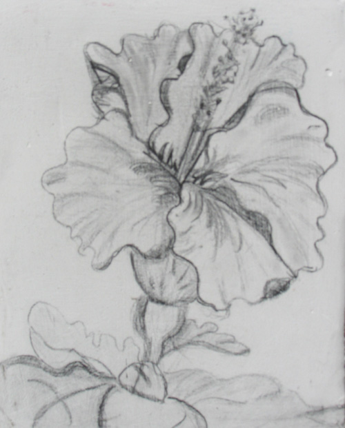 Hibiscus 03x04 pencil true gesso